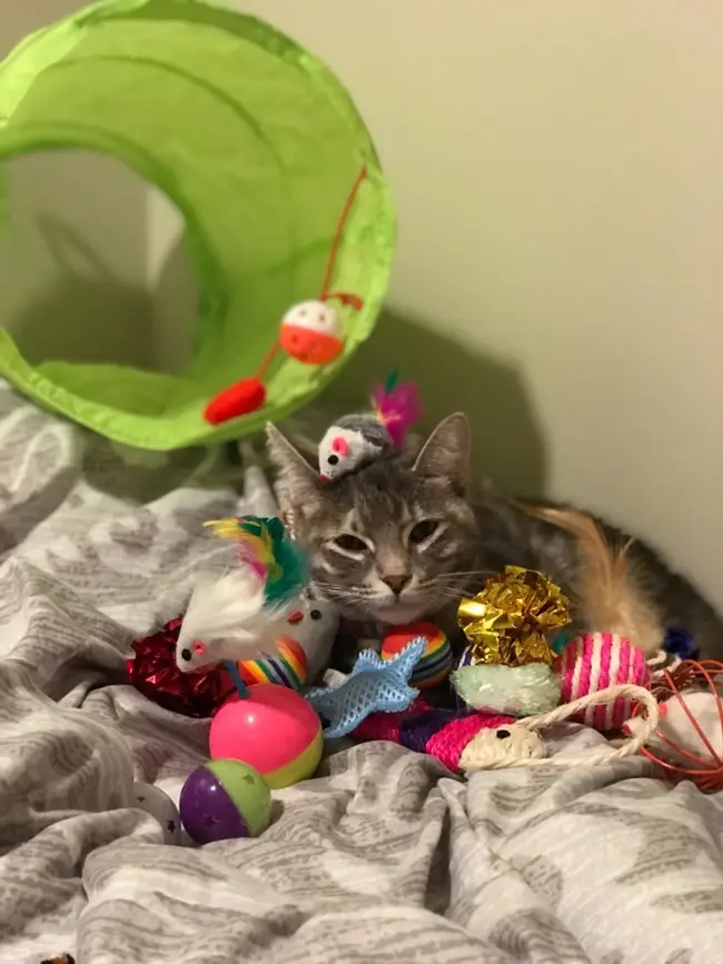 toy