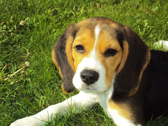 Beagle (10 to 15 years)
