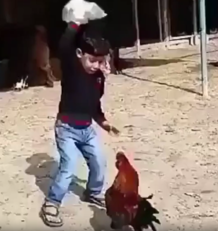 Angry Rooster