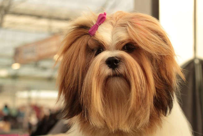 Lhasa Apso (12 to 15 years)