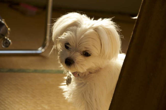 Maltese (12 to 15 years)