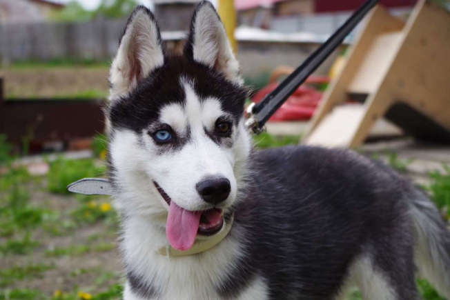 Siberian Husky (12 to 14 years)