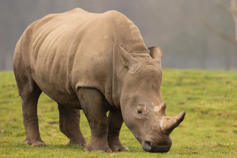 The charity says if the species is ever threatened with extinction in the future, it could be saved by this development