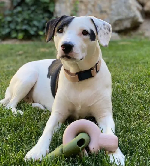 toy