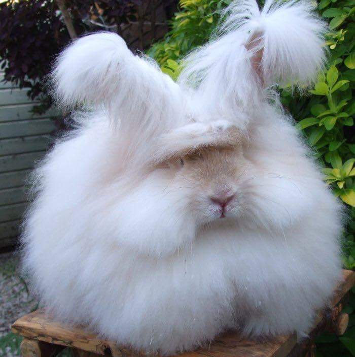rabbit