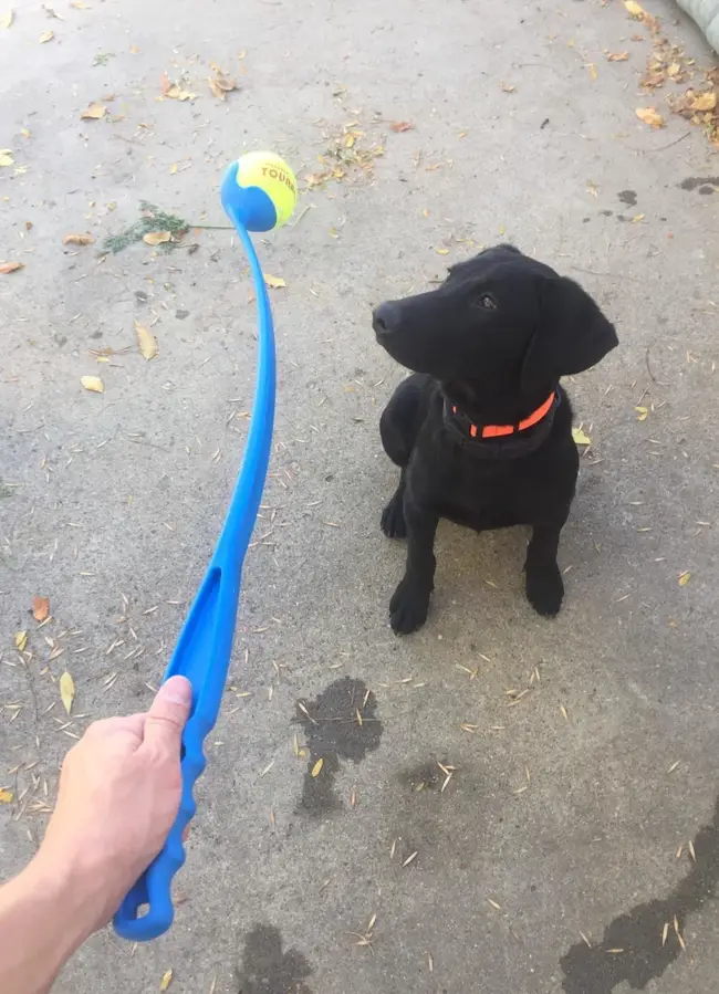 toy