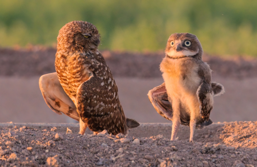 Owl