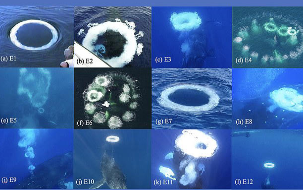 SETI researchers documented 12 cases of humpback whale bubble ring, with 9 of them occurring while whales were playfully interacting with people on boats or swimming nearby
