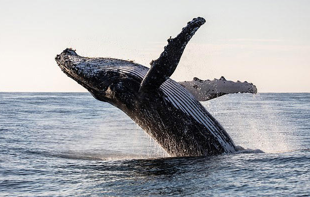 Humpback whales have been a constant resource in SETI's search for alien life, with researchers using them as a model of intelligent, non-human creatures which may be living on distant ocean worlds