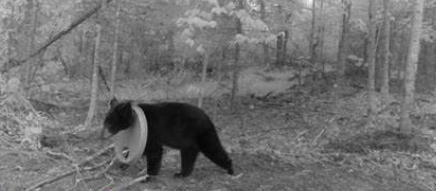 Michigan bear freed from lid