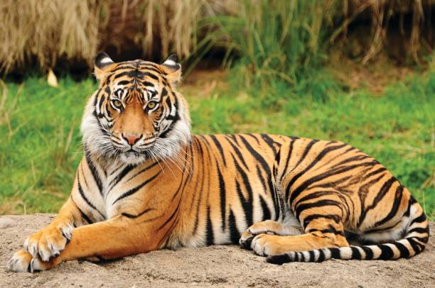 The Tiger