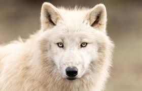 The Wolf