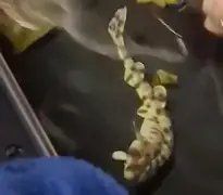 Baby balloon shark at a Louisiana aquarium