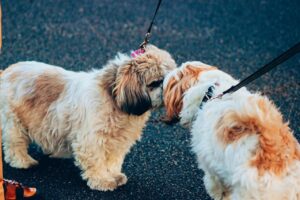 How do you socialize a dog with another dogs