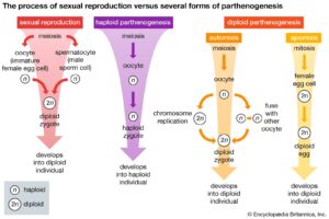 Parthenogenesis